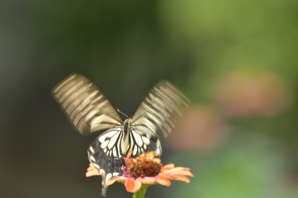 花と蝶II-CXXVI！