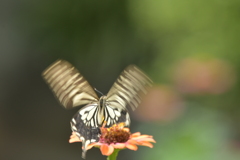 花と蝶II-CXXVI！