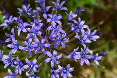 季節の花MCDLXX！