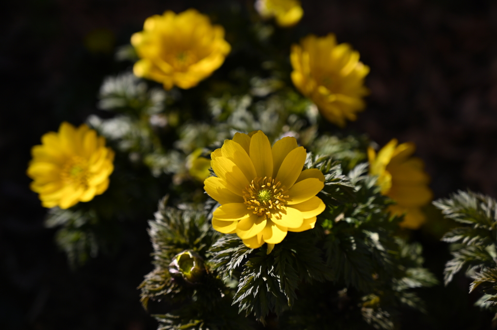 季節の花DLXXXVI！