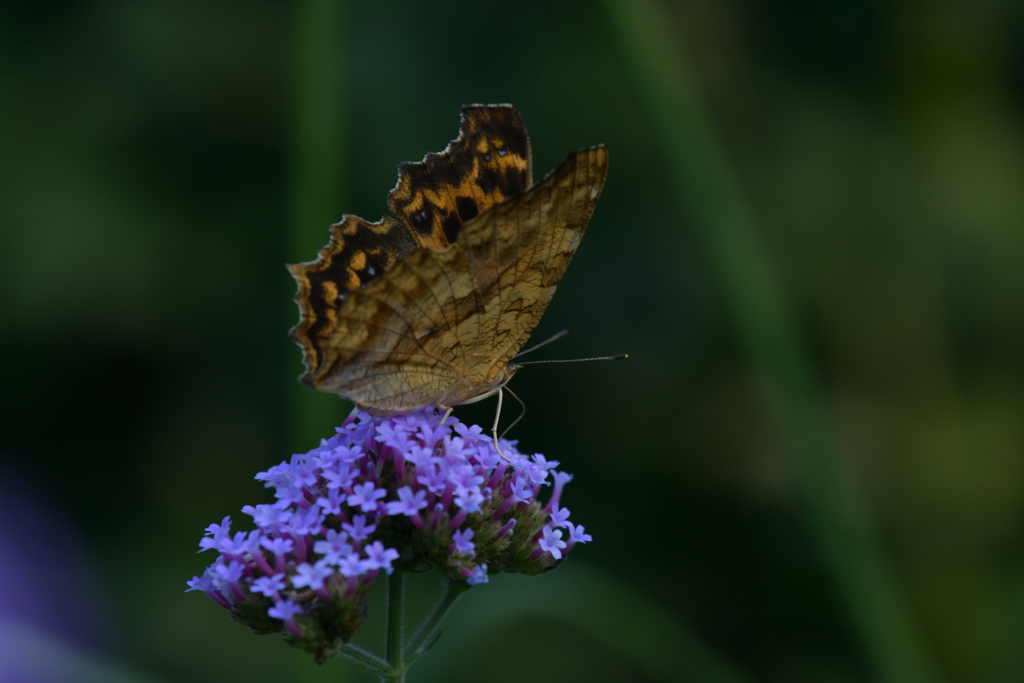 花と蝶MMLXXXVI！