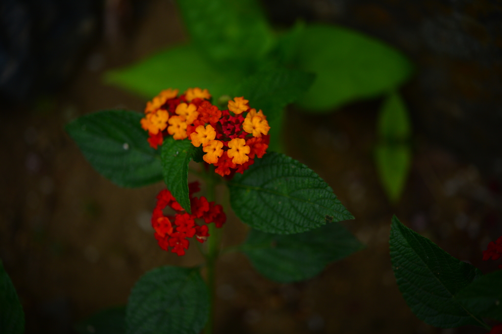 季節の花Ⅲ！