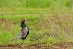 身近にいる野鳥CDIV！