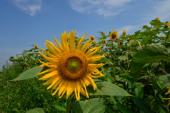 虫・昆虫と花Ⅲ！
