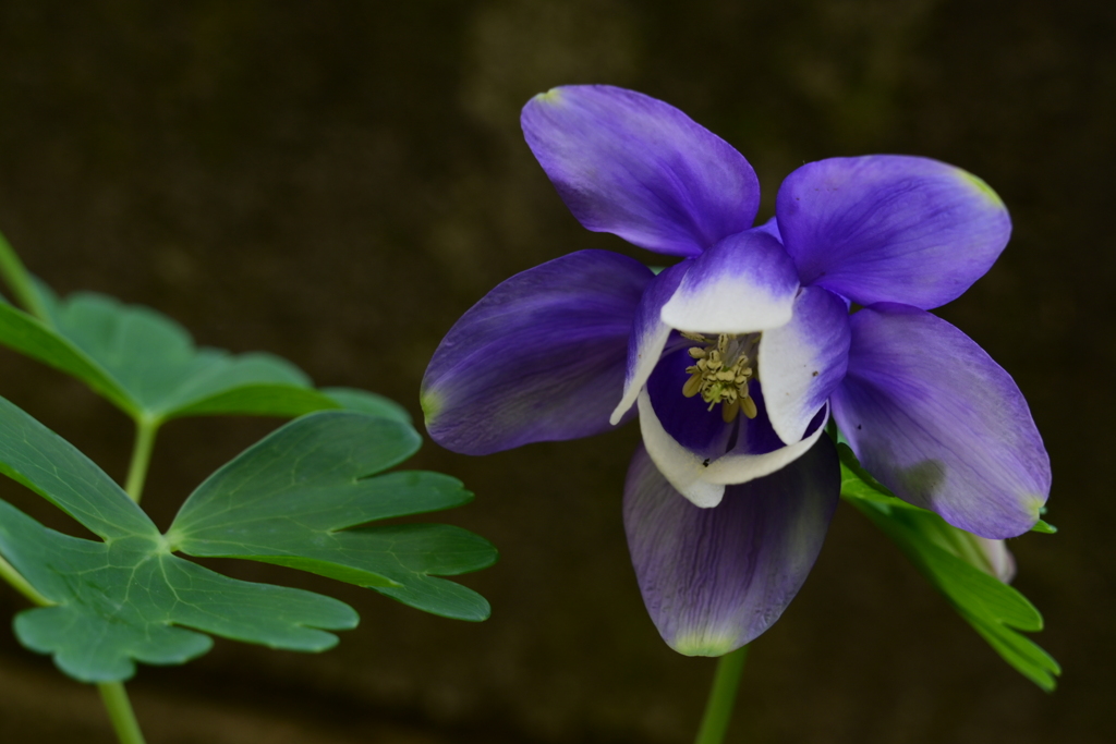 季節の花CMXLV！