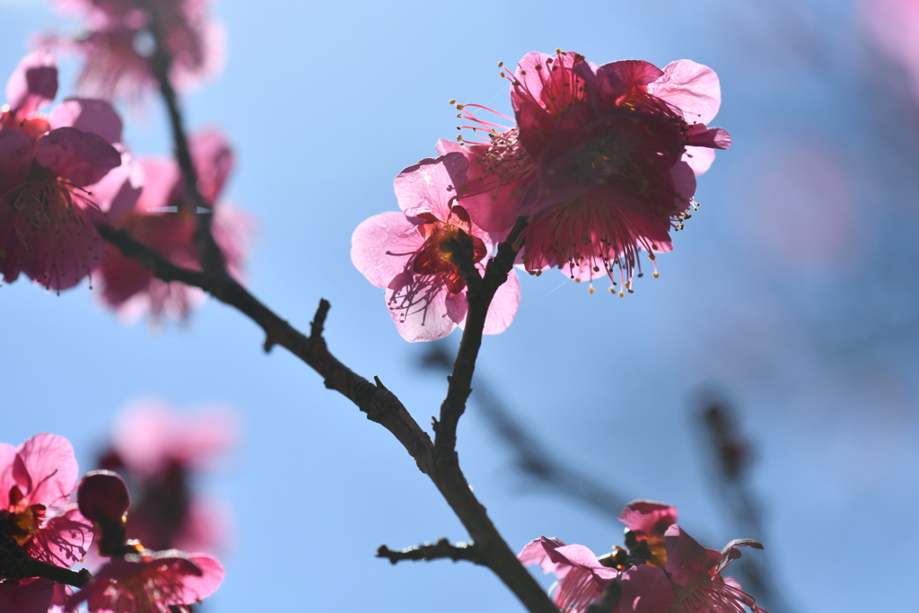 季節の花DLXXXIII！