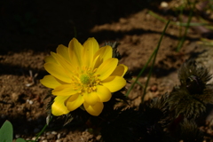 季節の花MDLXXVI！