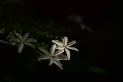 季節の花Ⅹ！