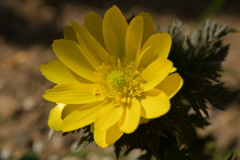 季節の花MDLXXV！