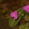 季節の花MLI！