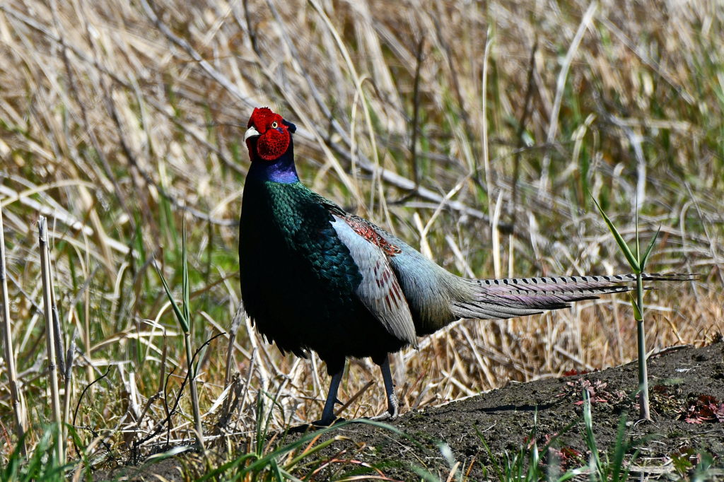 身近にいる野鳥CCX！