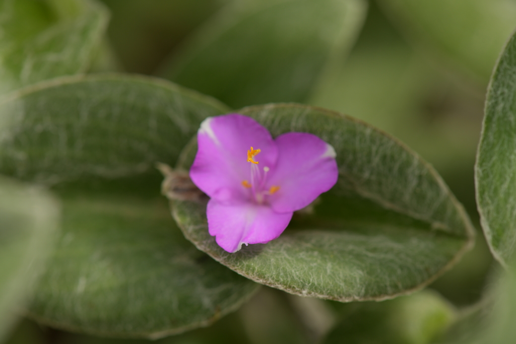 季節の花MDXIII！