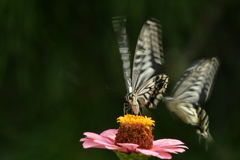 恋の季節CCLXIX！