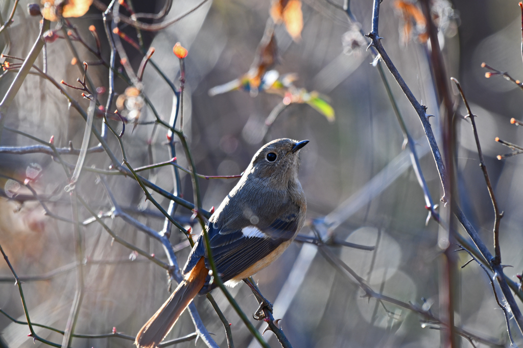 里山の野鳥LXXXVI！