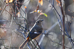 里山の野鳥LXXXVI！