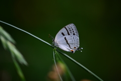里山の蝶LXVIII！