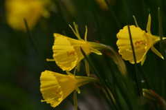 季節の花CCCXLIII！