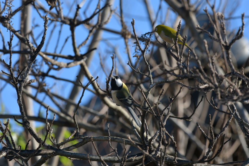 身近にいる野鳥CCCXLV！