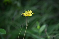 季節の花DCCLVI！