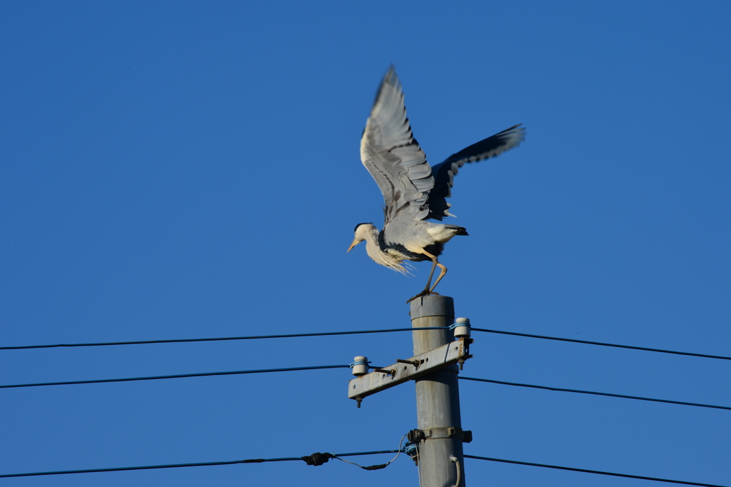 身近にいる野鳥CCXXXVI！