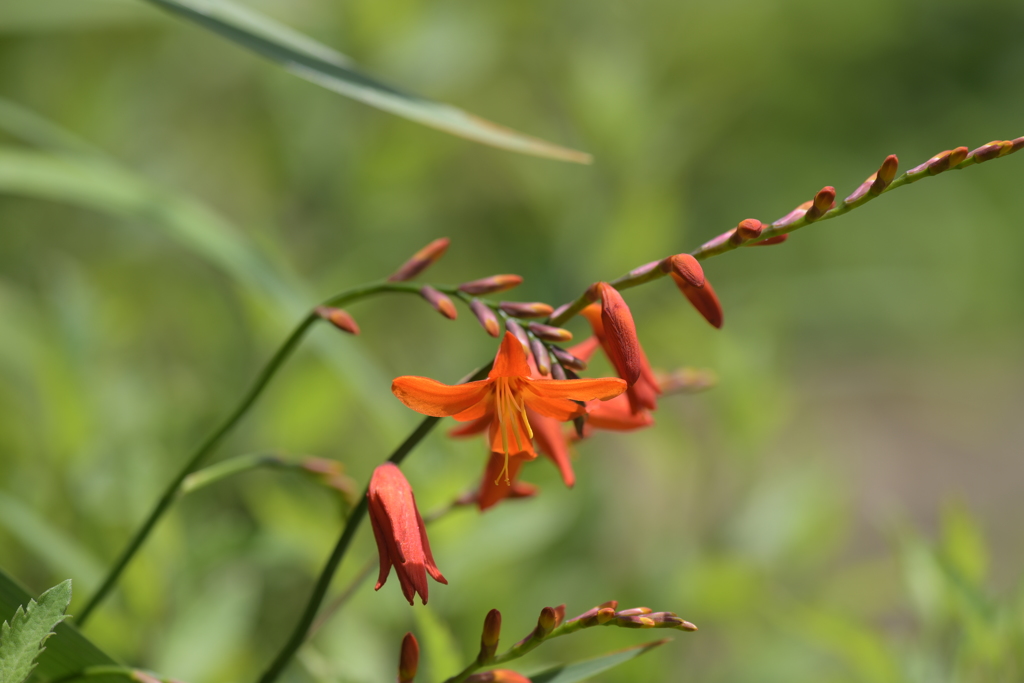 季節の花LXXVI！