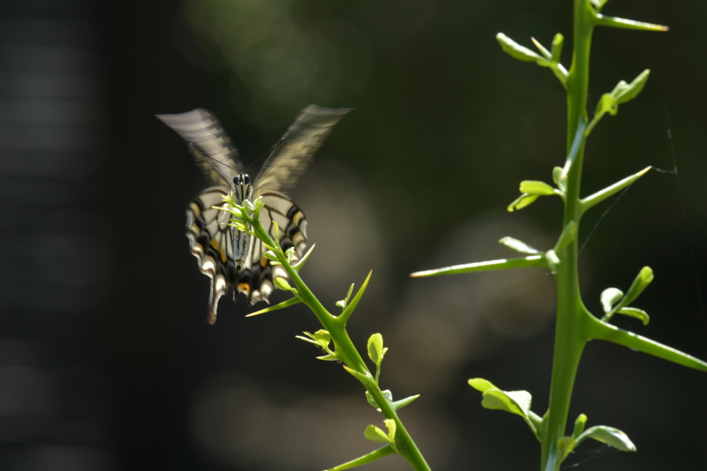 里山の蝶CDXXIX！