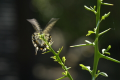 里山の蝶CDXXIX！