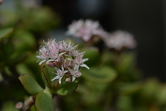 季節の花CCCVIII！
