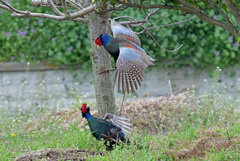 身近にいる野鳥CIII！