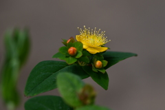 季節の花CLXIV！