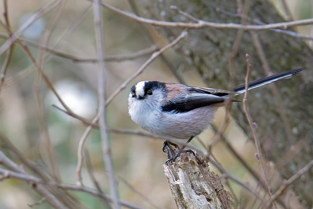 里山の野鳥CXVIII！