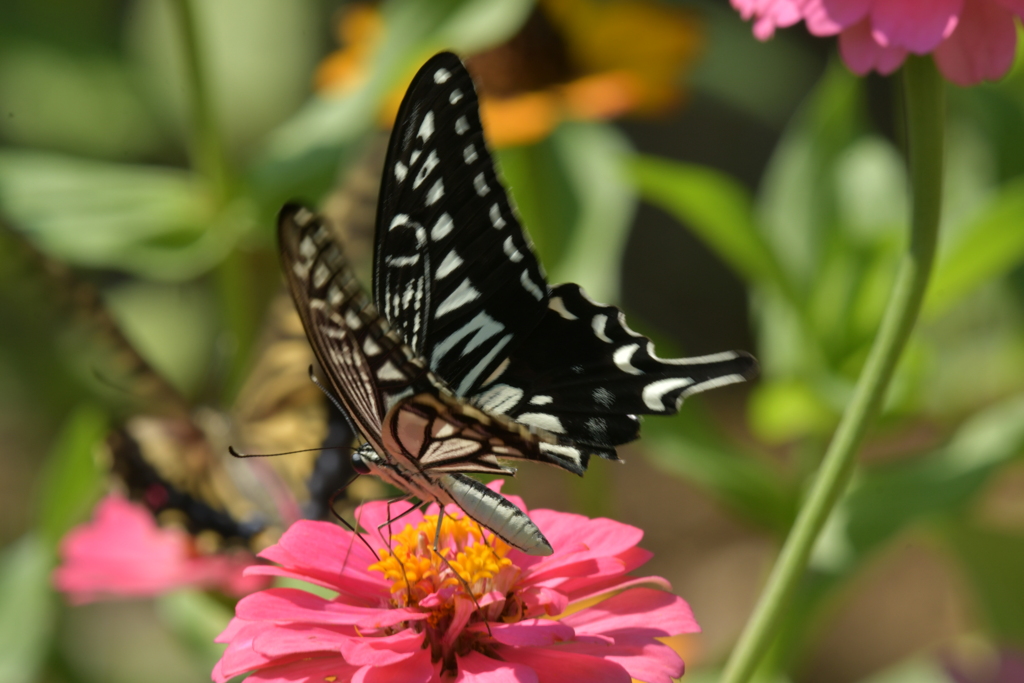 花と蝶II-XXXVIII！