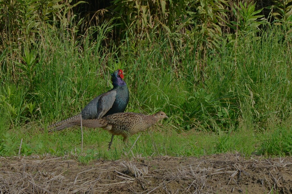 身近にいる野鳥CDLXIX！