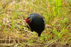 身近にいる野鳥CDXXI！