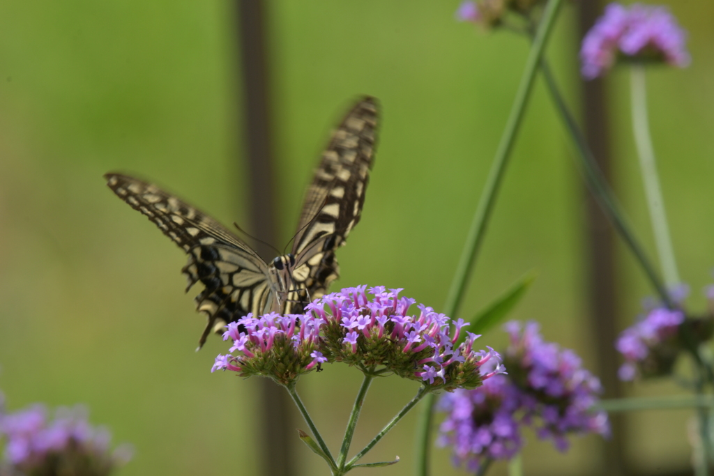 花と蝶II-LXXXIX！