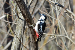 アカゲラ♀