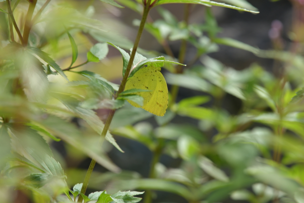 里山の蝶CDXXXIV！