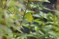 里山の蝶CDXXXIV！