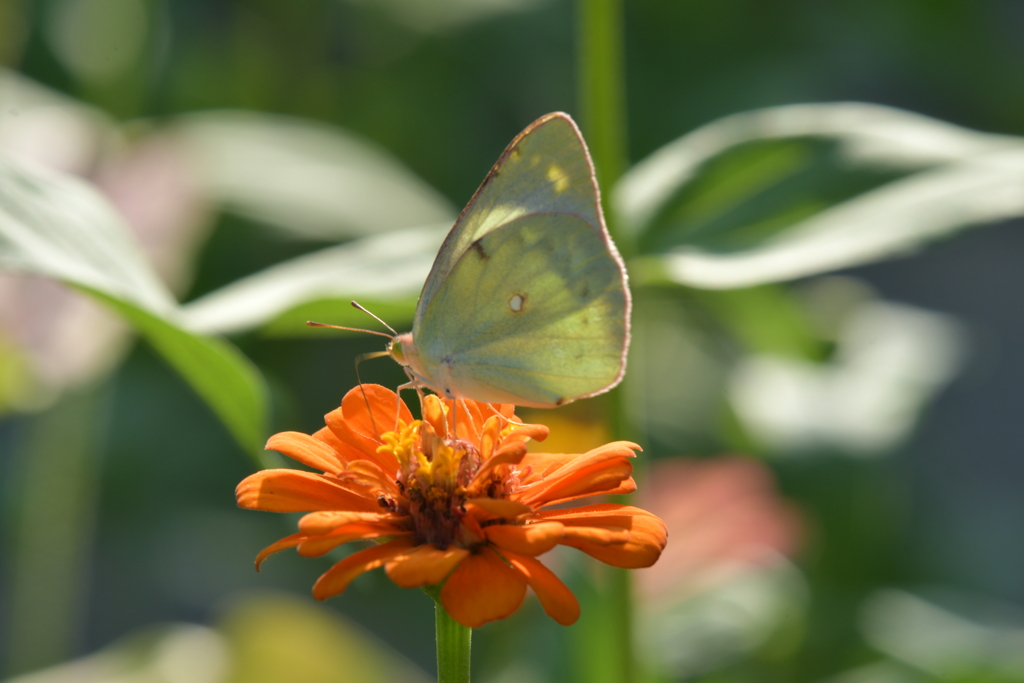 花と蝶II-XXVIII！