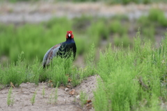 身近にいる野鳥CIV！