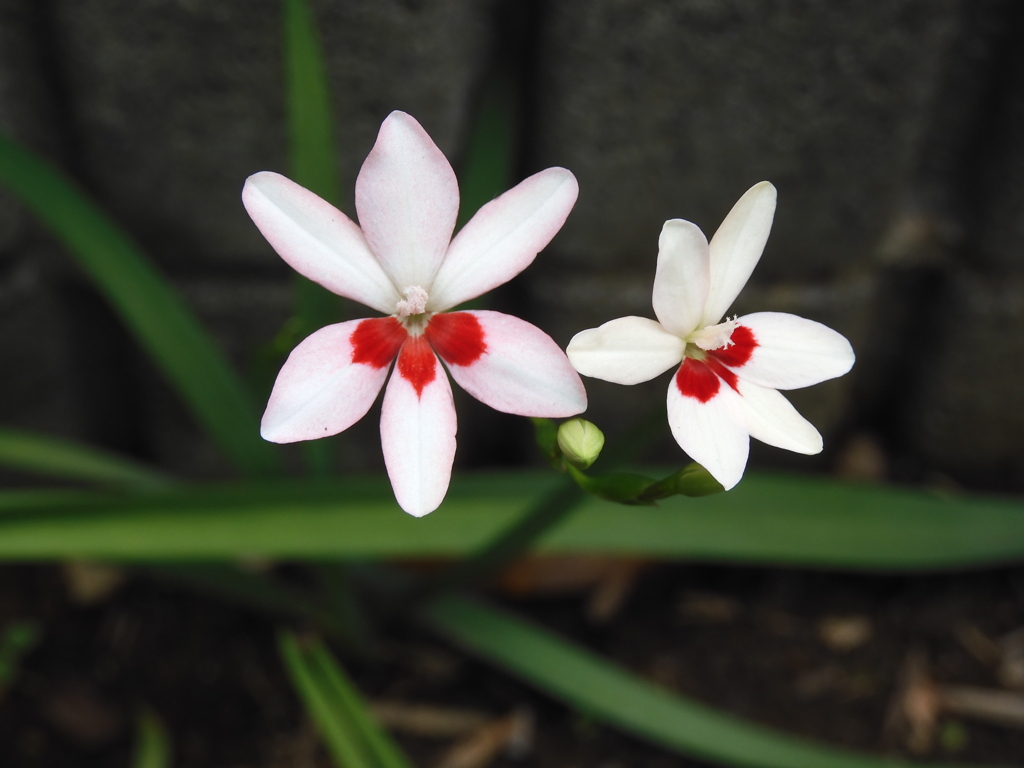 季節の花CMLXXXVI！