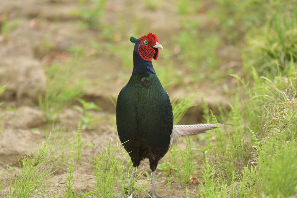 身近にいる野鳥CDXIX！