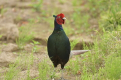 身近にいる野鳥CDXIX！