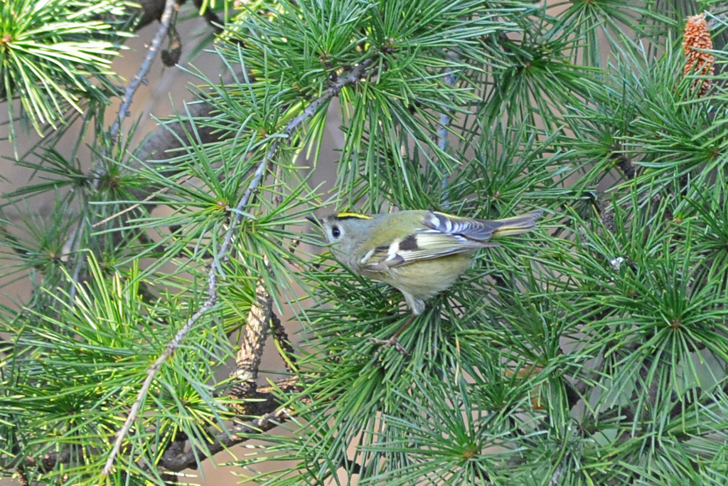 里山の野鳥CXVII！