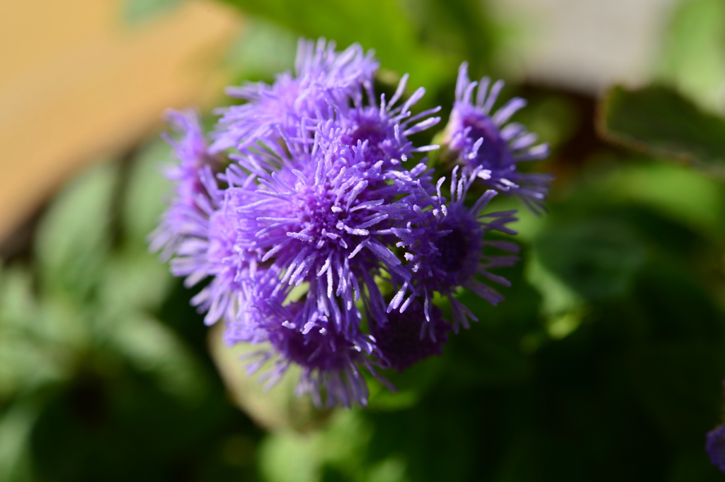 季節の花MDLXV！