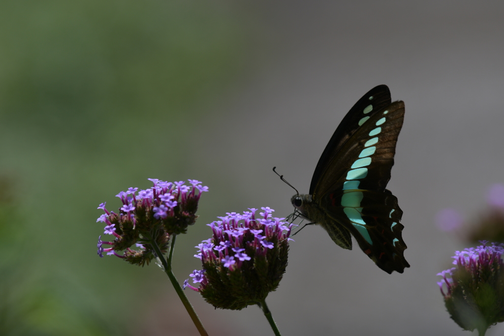 花と蝶MMCCXCVI！