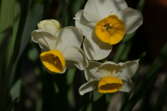 季節の花MDLIII！