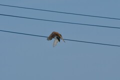 身近にいる野鳥CDXLII！