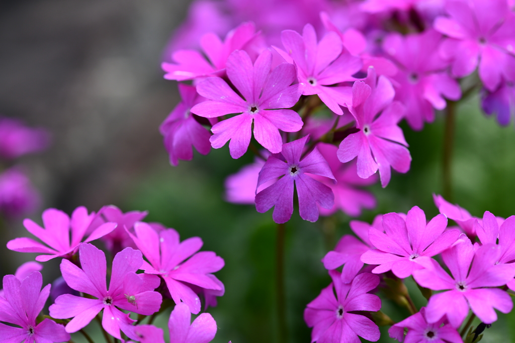 季節の花DCCXXXVI！
