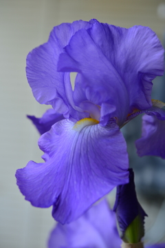 季節の花MCDLXIX！